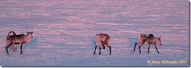 Winter-Caribou-Group4_6505