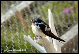 BarnSwallow-Jun24_2527