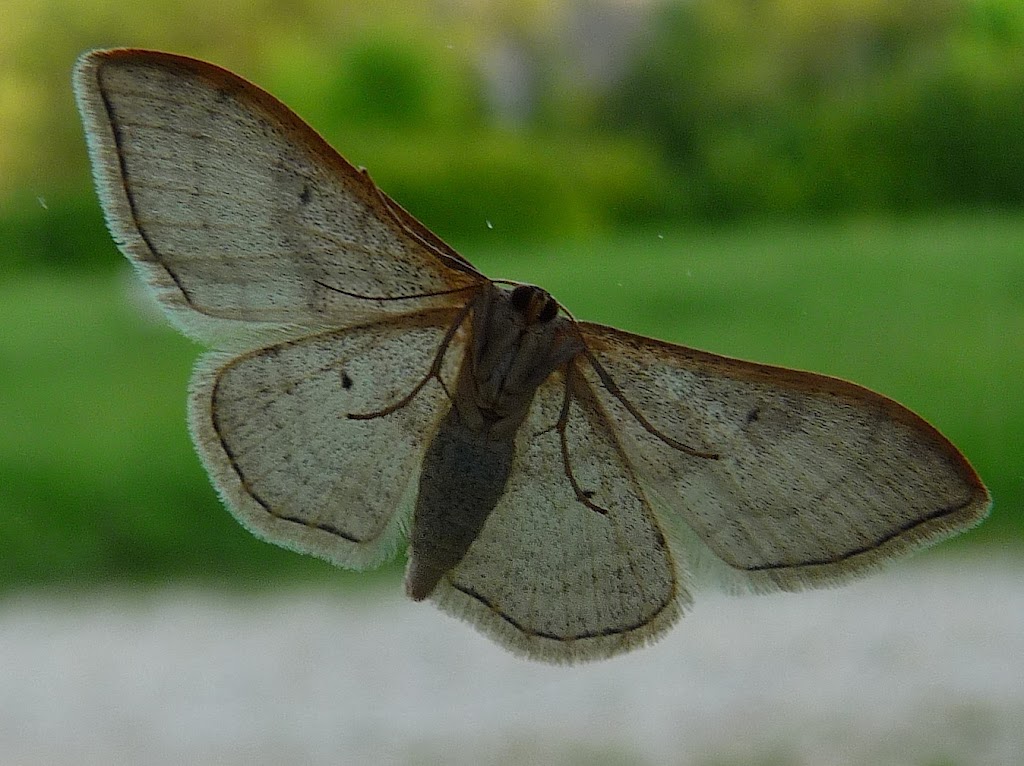 papillon macro photo