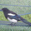 Black-billed magpie