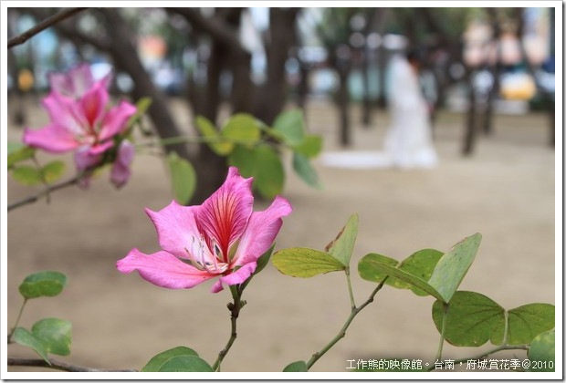 Tainan_Park_flower06