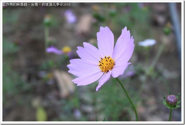 Tainan_Park_flower30