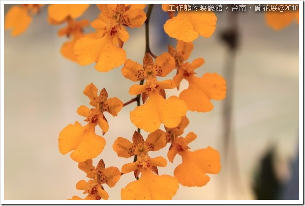 Tainan_orchid10