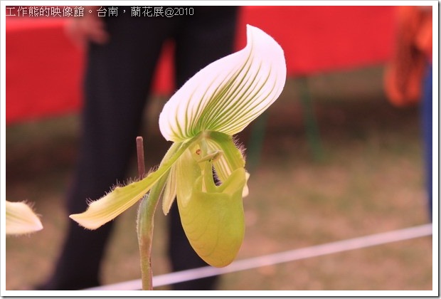 Tainan_orchid05