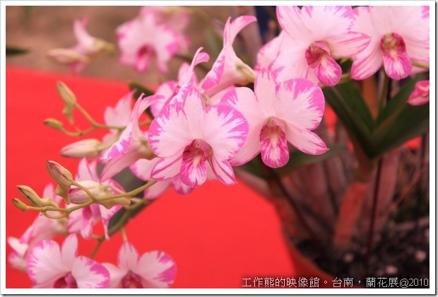 Tainan_orchid17