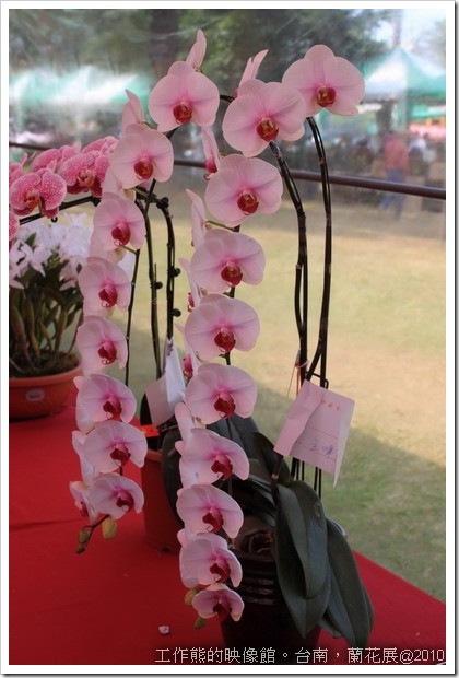 Tainan_orchid24