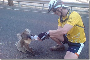 Australia_koala_hot05