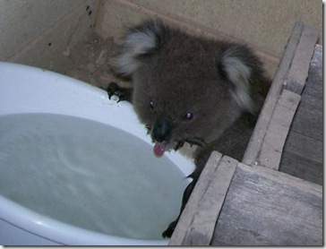 Australia_koala_hot02