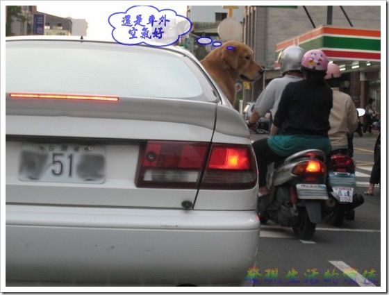 dog_in_car02