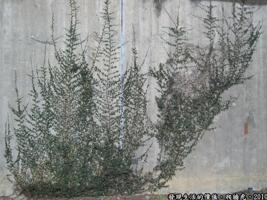 有沒有覺得這幅畫像不像一株雜草，但卻是由藤蔓構圖畫而出。