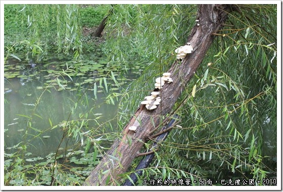 巴克禮紀念公園，楊柳樹上竟然長出了香菇類的植物