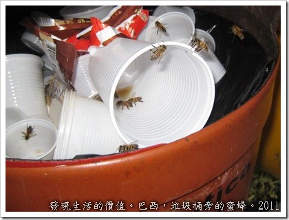 巴西垃圾桶旁的蜜蜂