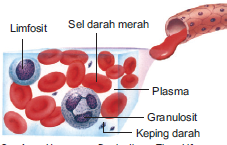 komponen darah
