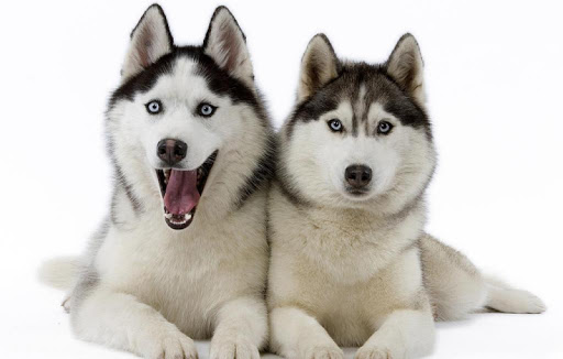 Husky Wallpapers HD