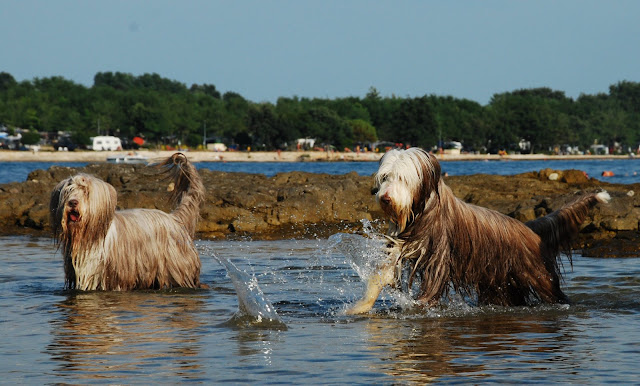 DSC_0229.JPG
