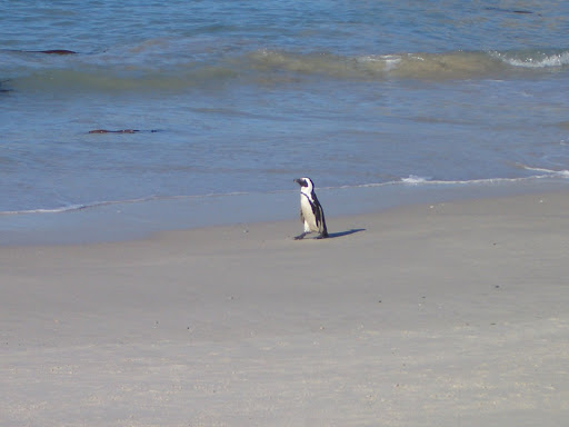 South+Africa beach