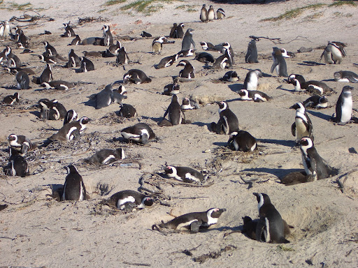 South+Africa, art photography