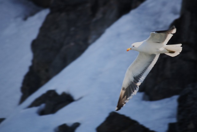 [Antarctic Gull Nicholas Bay[3].jpg]