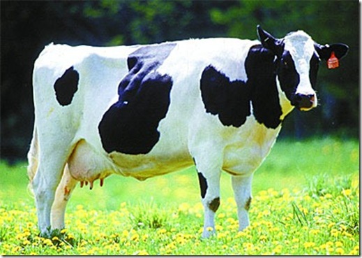 Holstein