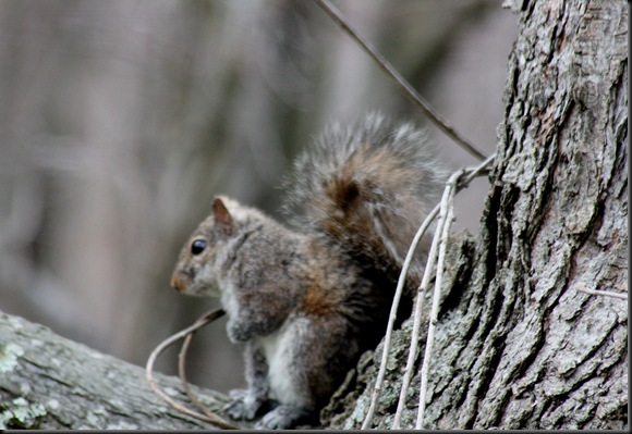 Squirrel2_March25
