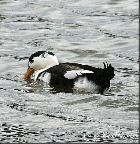 Black_WhiteMuscovy2_Sm