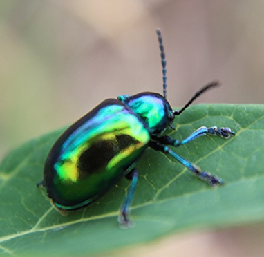 Dogbane Beetle