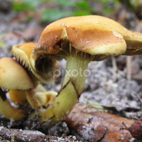 Shroom x 3 by Dianne Stephens-Miller - Nature Up Close Mushrooms & Fungi
