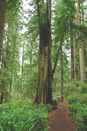 Ladybird Grove Redwoods 100309 137