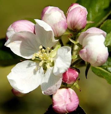 [apple-blossom[6].jpg]
