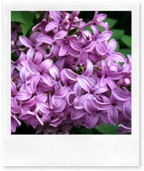 lilac-closeup