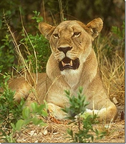 lioness.QE.uganda