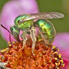 Metallic green bee