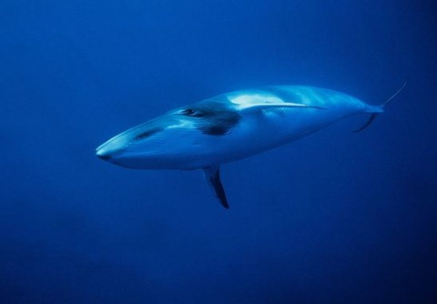 [minke-whale-hybrid-found[3].jpg]