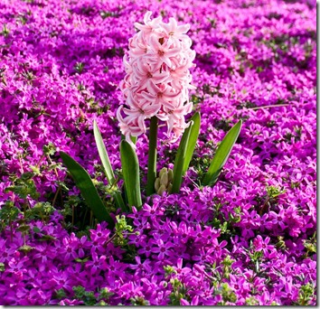Amazing_Purple_Flowers_1
