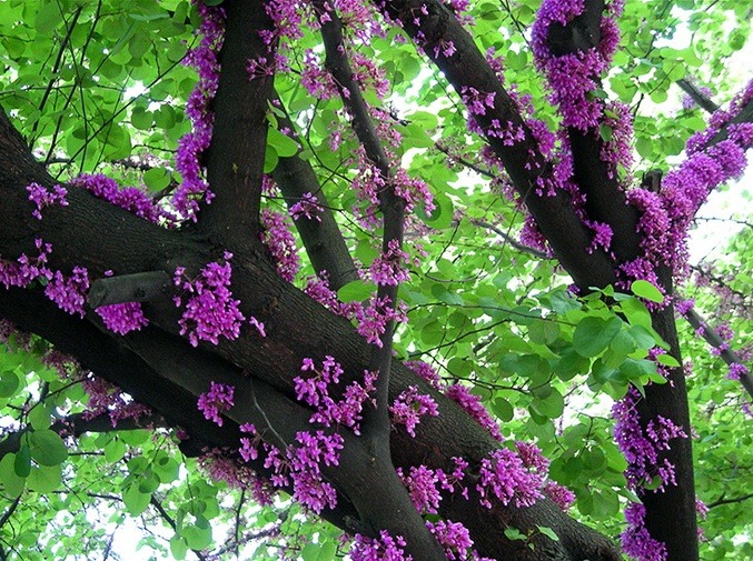 [Amazing_Purple_Flowers_7[4].jpg]