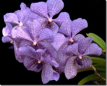 Amazing_Purple_Flowers_8