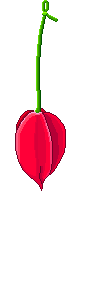 rosa_pingando.gif