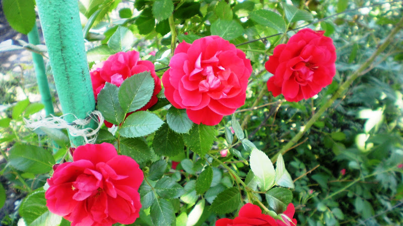 http://lh6.ggpht.com/_fFUABsq16yQ/TDq8-0IUofI/AAAAAAAAACI/nE9Dvsu6vwE/s800/P6030005.JPG