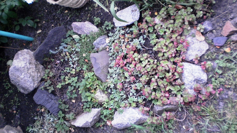 http://lh6.ggpht.com/_fFUABsq16yQ/TEymuIvNs9I/AAAAAAAAAFc/HK-Yyr8FJrQ/s800/P7170224.JPG
