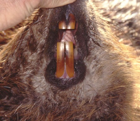 Below is a Beaver spread wide open ready for inspection wide open beaver