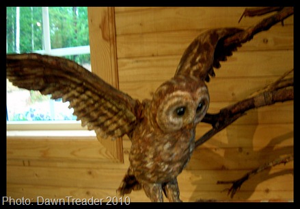 2010 07 158 Unos Owls