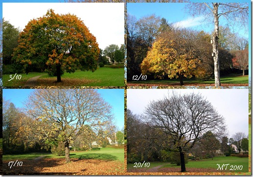 2010 autumn tree collage