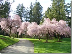 CherryBlossoms