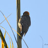Golden-cheeked woodpecker