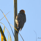 Golden-cheeked woodpecker