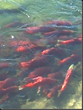 Salmon Run, Takakaw, Kiva 012