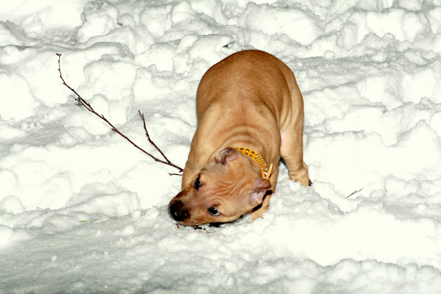 20100107_0697_v2.jpg