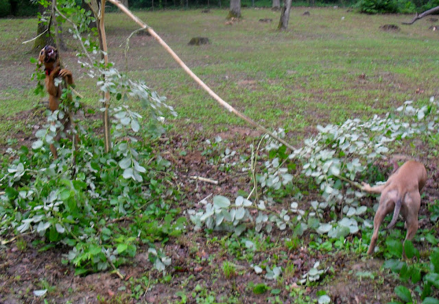 SDC11128.JPG
