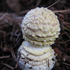 immature fly agaric