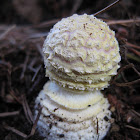 immature fly agaric
